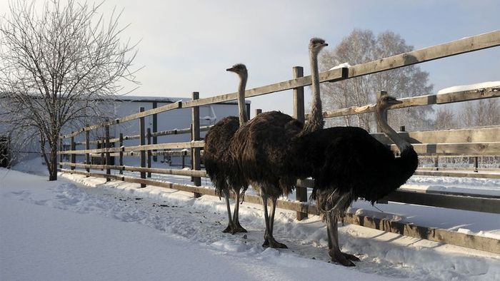 flightless birds