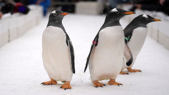 flightless birds