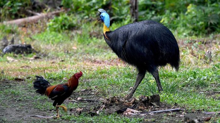 flightless birds
