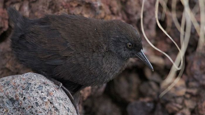 flightless birds