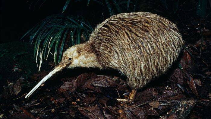 flightless birds