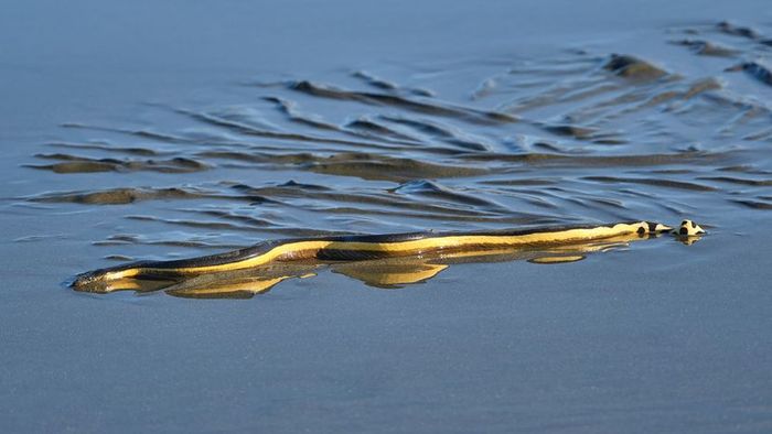 A snake with a black back and yellow underside creates ripples as it moves across damp sand