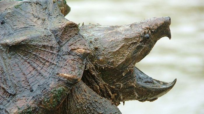Alligator snapping turtle