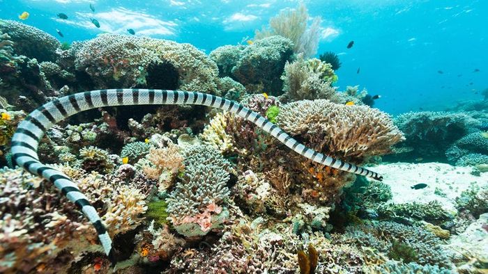A snake with black and white stripes glides gracefully through a vibrant coral reef underwater