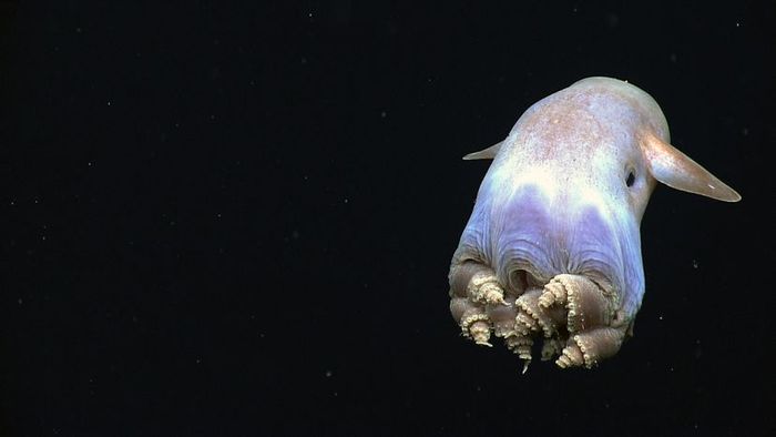 dumbo octopus in the dark depths of the ocean