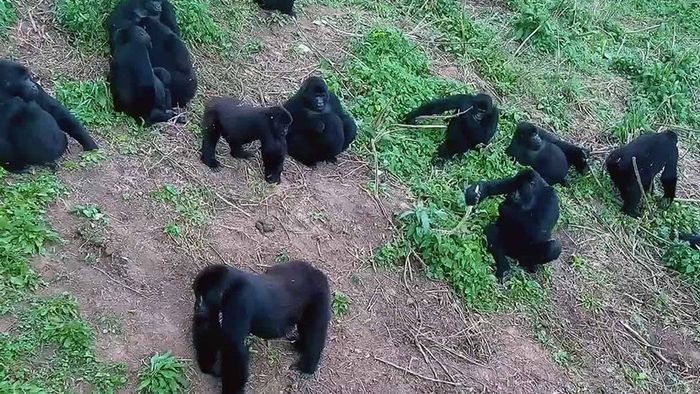 Grace Gorillas