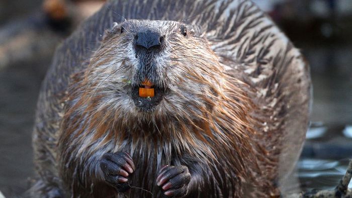 A wild North American beaver displays its vibrant orange teeth