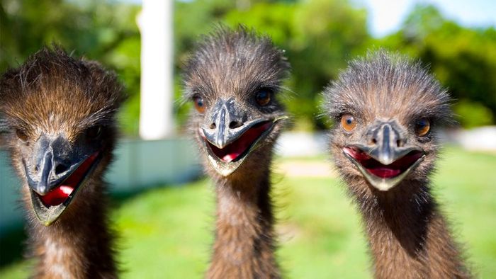 A trio of young emus roaming together.