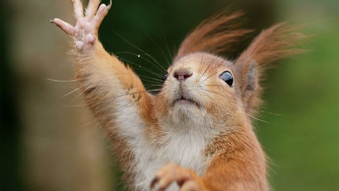 squirrel