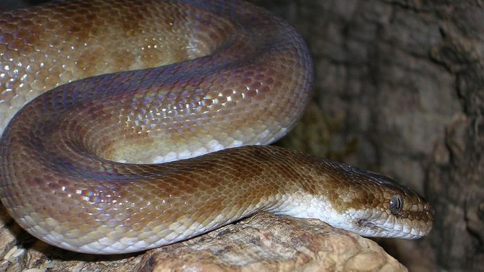 Spotted Python: A Petite yet Fascinating Creature