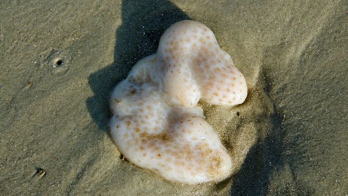 Sea pork washed up on the beach