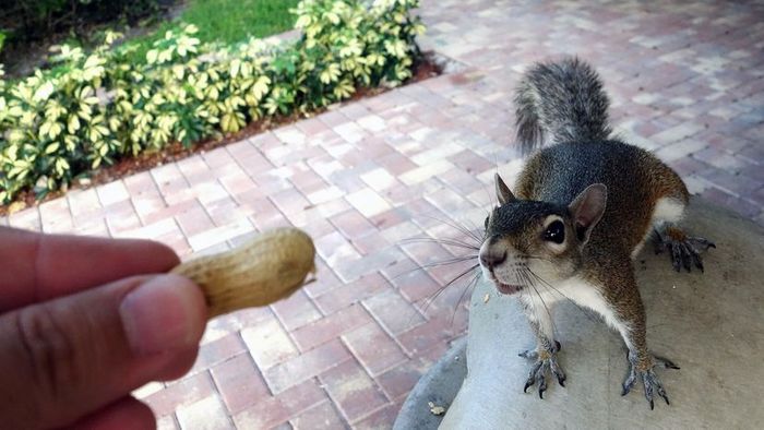A person offering food to a squirrel