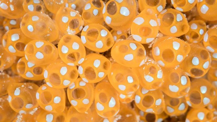 A cluster of yellow tunicates