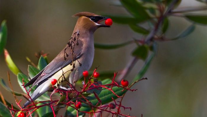 Drunken birds