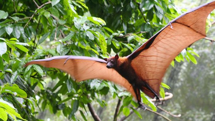 A sizable bat glides past a tree adorned with green leaves during the day