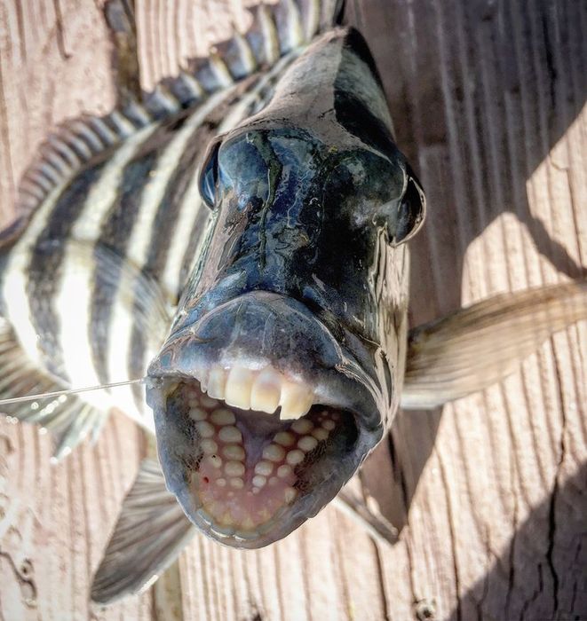 Teeth of the Sheepshead Fish