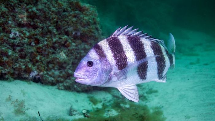 A silver-hued fish adorned with vertical black stripes gliding through turquoise waters