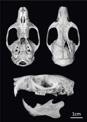 skull of a rat
