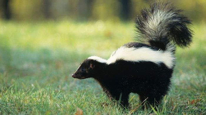 A striped skunk (Mephitis mephitis) releasing its spray