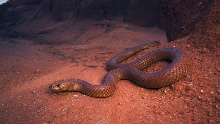 A reddish-hued snake rests on reddish sand, surrounded by rocks in the background.