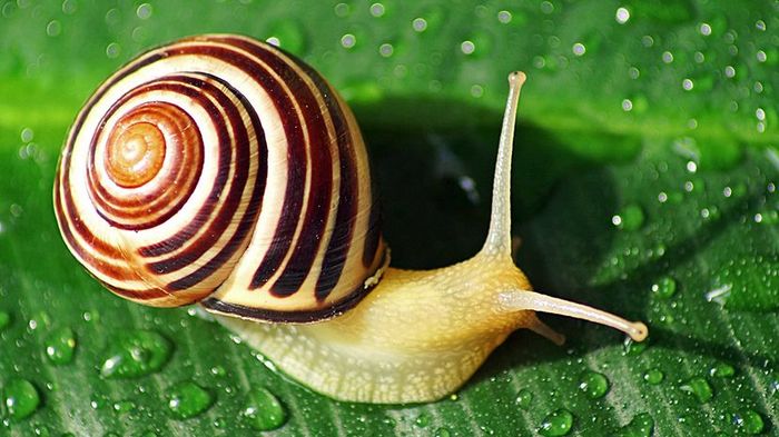 a snail resting on a leaf
