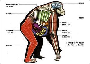 anatomy of gorillas