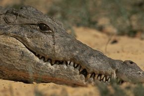 Tears from a captive crocodile