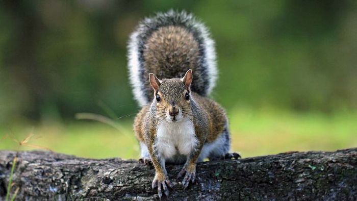 Eastern Gray Squirrel