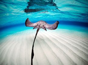 A stingray swimming through the sea.