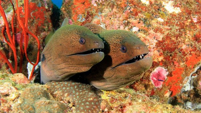 moray eels