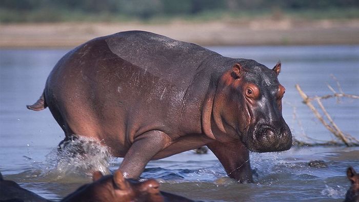 A hippopotamus in the Rufiji River of the Selous Game Reserve.