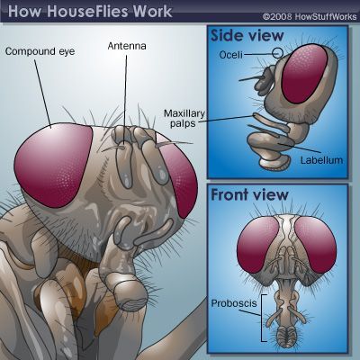 housefly
