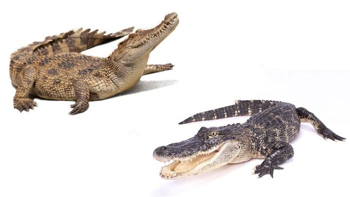 alligator versus crocodile