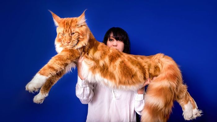A woman is seen lifting a large orange Maine Coon cat against a blue backdrop