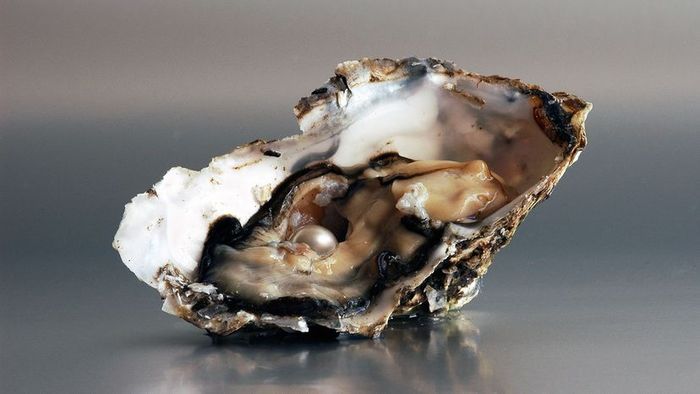 oyster containing a pearl