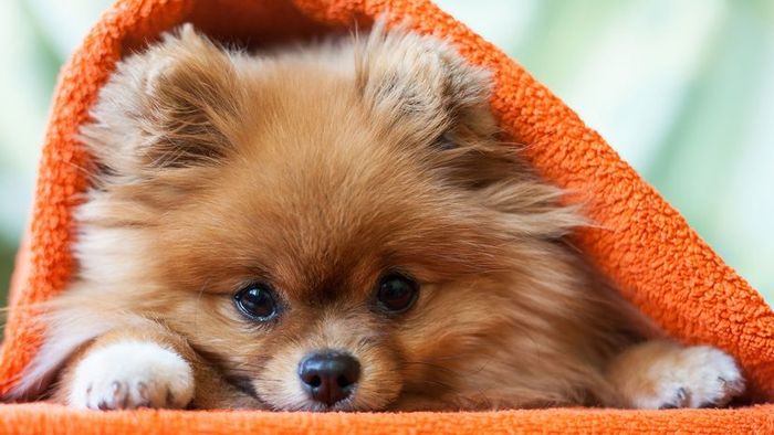 smallest dogs