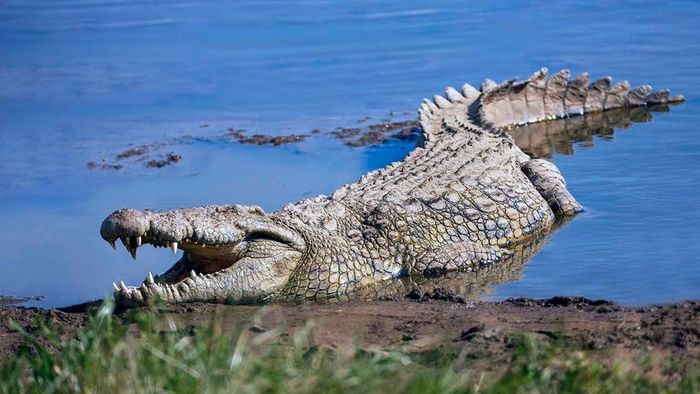 Nile crocodile