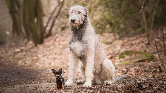 dogs