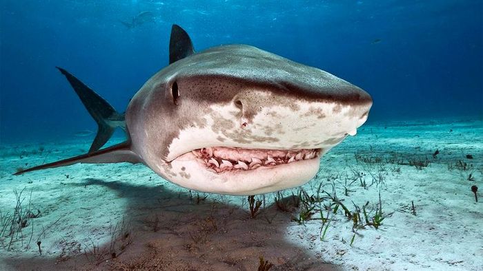 most hazardous shark species