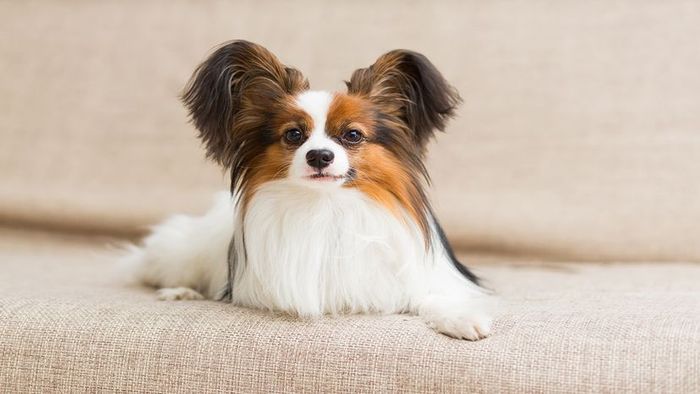 most intelligent dogs