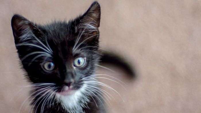 Tuxedo kitten