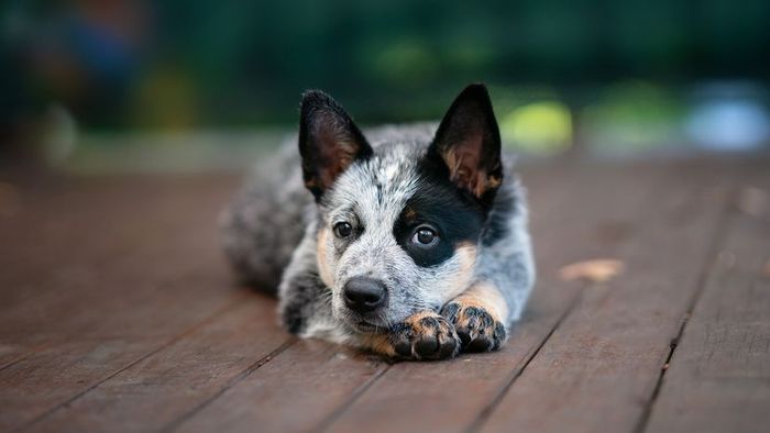 most intelligent dogs