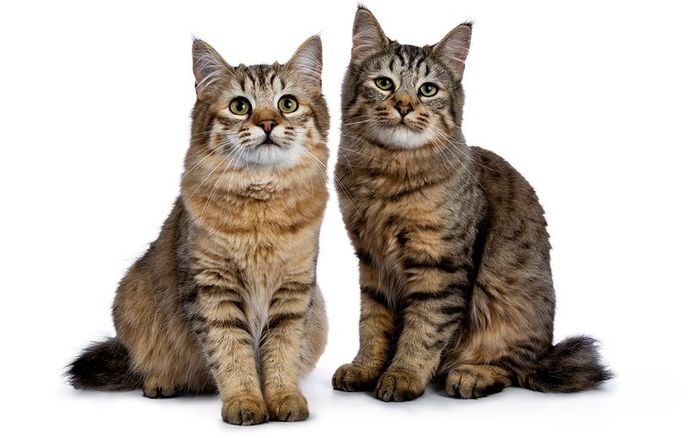 Pixiebob felines