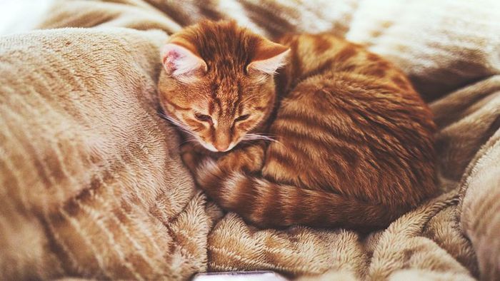 Ginger Cat