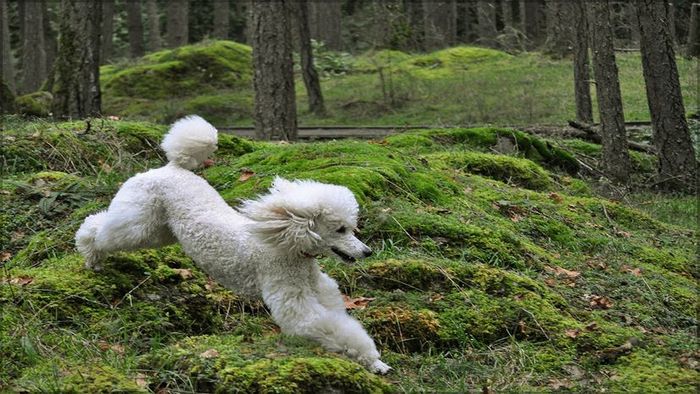 most intelligent dogs