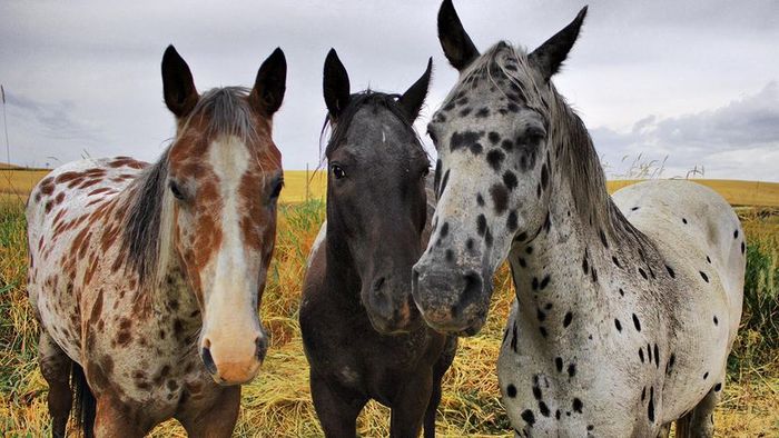 appaloosa