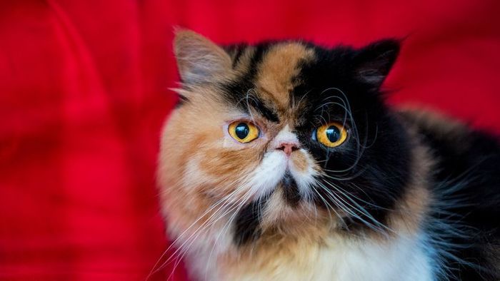 calico Persian cat