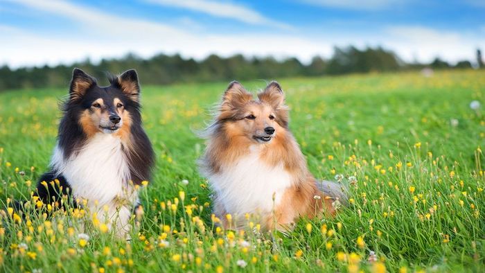 most intelligent dogs