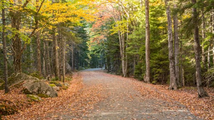 The carriage roads offer a serene and scenic way to discover Acadia National Park.