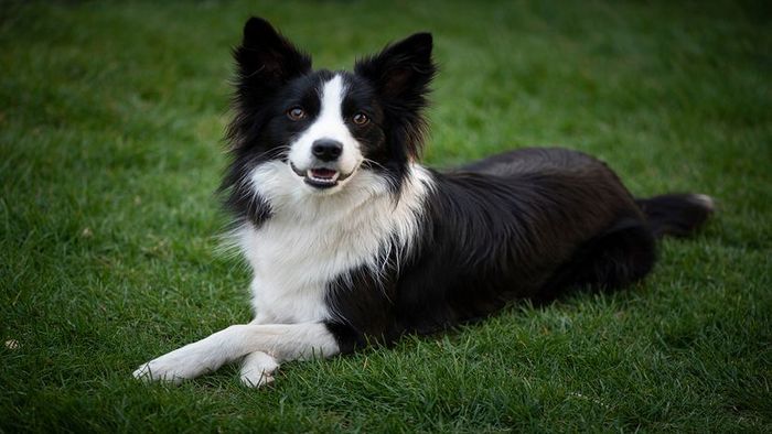 most intelligent dogs
